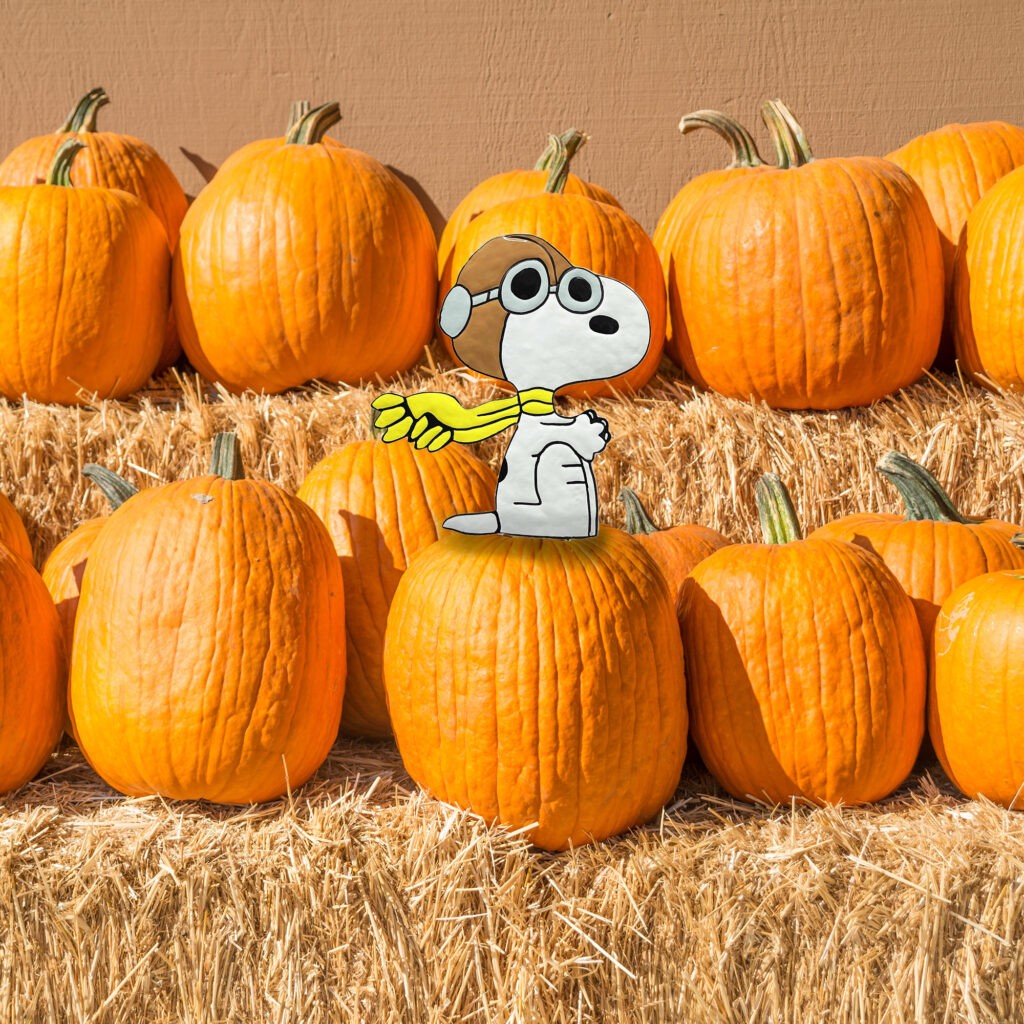 Peanuts Snoopy Flying Ace It's the Great Pumpkin, Charlie Brown Pumpkin  press-in 10 inch Icon » Total Home Decor