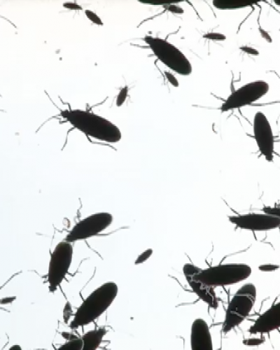 Bugs1.png