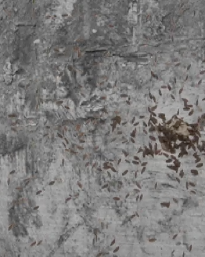 Bugs2.png