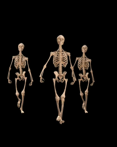 SKELETONForward.png