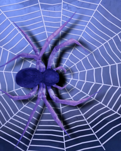 spider.png
